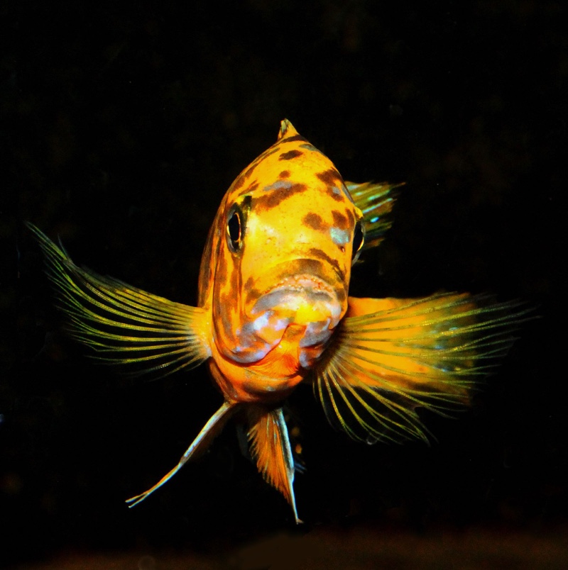 Maylandia sp. 'zebra gold' Nkhata Bay